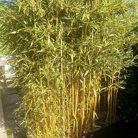 Elegantemente Arredata קרביה